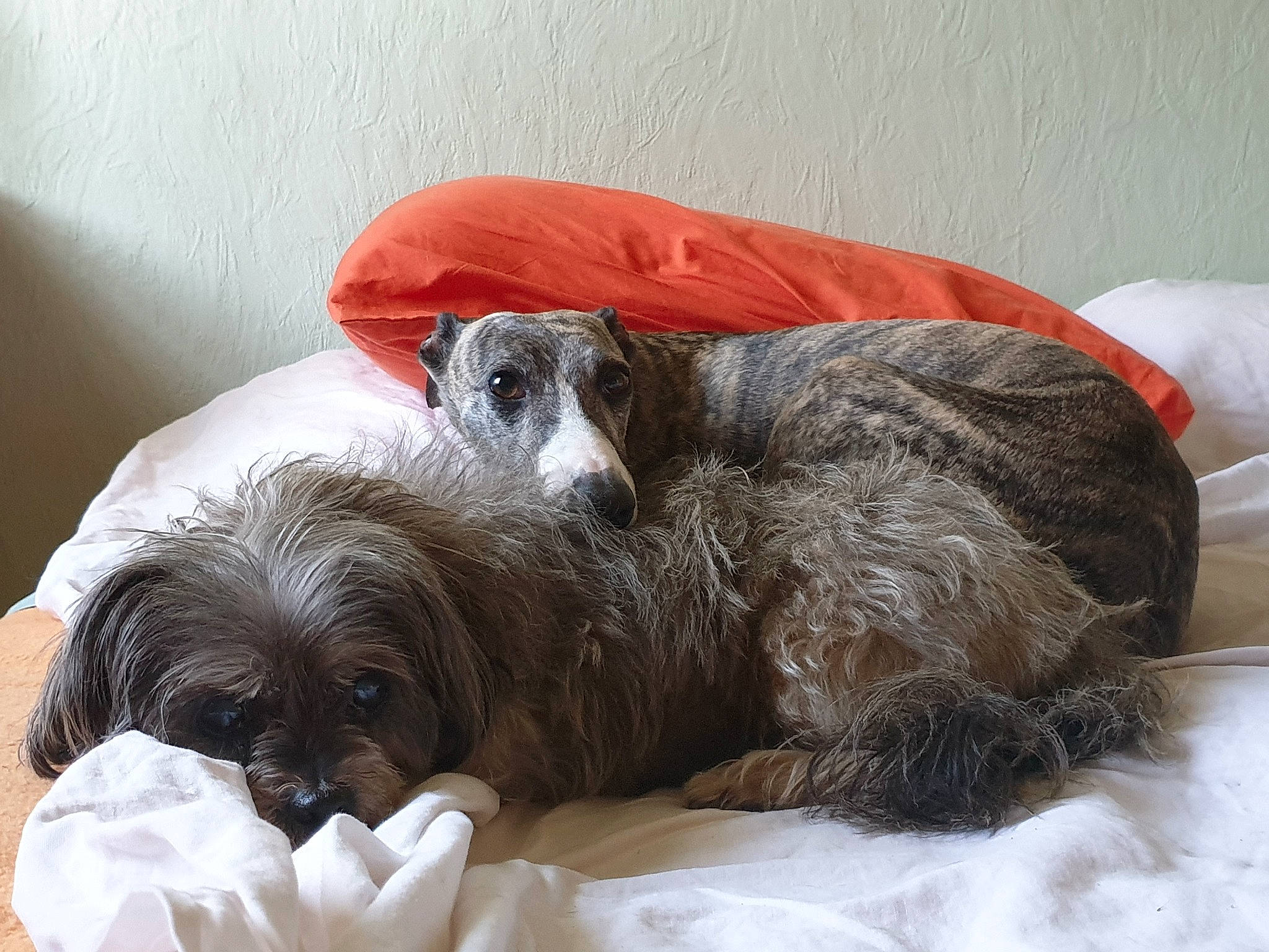 Amandine a rejoint le concours — aidez-le/la à gagner de superbes lots ! canidae, carnivore, comfort, companion_dog, dog, dog_breed, dog_supply, fur, grey, liver, mammal, nap, non_sporting_group, schnauzer, snout, sporting_group, terrestrial_animal, terrier, toy_dog, working_animal