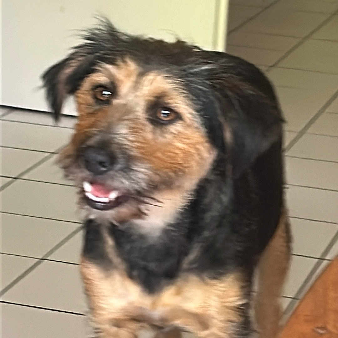 Sky participe au concours pour gagner de l'argent avec cette photo : dog, indoor, tile_floor, brown_fur, black_fur, pet, friendly, canine, animal, looking_up, happy, scruffy, medium_size, living_room, floor_tiles, doorway, domestic, companionship, curious, house