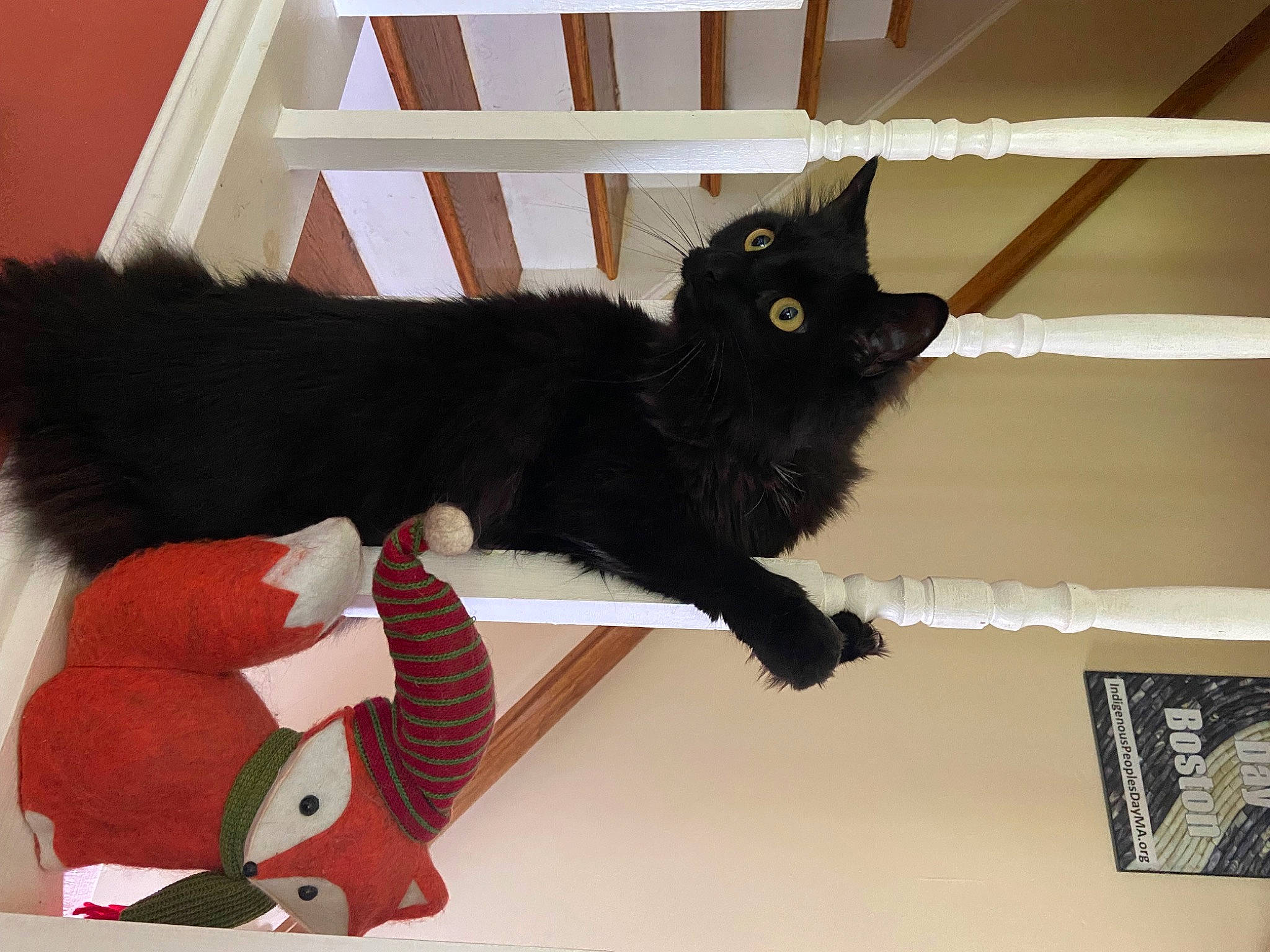 Bagheera is registered to the contest to win money with this photo: black_cat, bombay, carmine, carnivore, cat, claw, comfort, domestic_short_haired_cat, felidae, fur, paw, room, small_to_medium_sized_cats, stairs, tail, whiskers, window