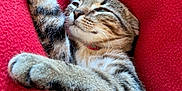 Appolon participe au concours pour gagner de l'argent avec cette photo : cat, tabby, kitten, paw, stretching, feline, whiskers, red_blanket, relaxing, cute, pet, fur, sleepy, cozy, indoor, animal, mammal, resting, closeup, soft