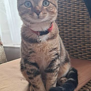 Appolon participe au concours pour gagner de l'argent avec cette photo : bell, cat, chair, collar, curious, cushion, feline, fur, green_eyes, indoor, kitten, natural_light, paws, pet, sitting, tabby, tail, whiskers, wicker, window