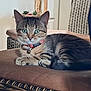 Appolon participe au concours pour gagner de l'argent avec cette photo : cat, tabby, green_eyes, collar, bell, wicker_chair, cushion, indoor, furniture, pet, animal, relaxed, cute, small_plant, decor, brown, striped, resting, close_up, domestic