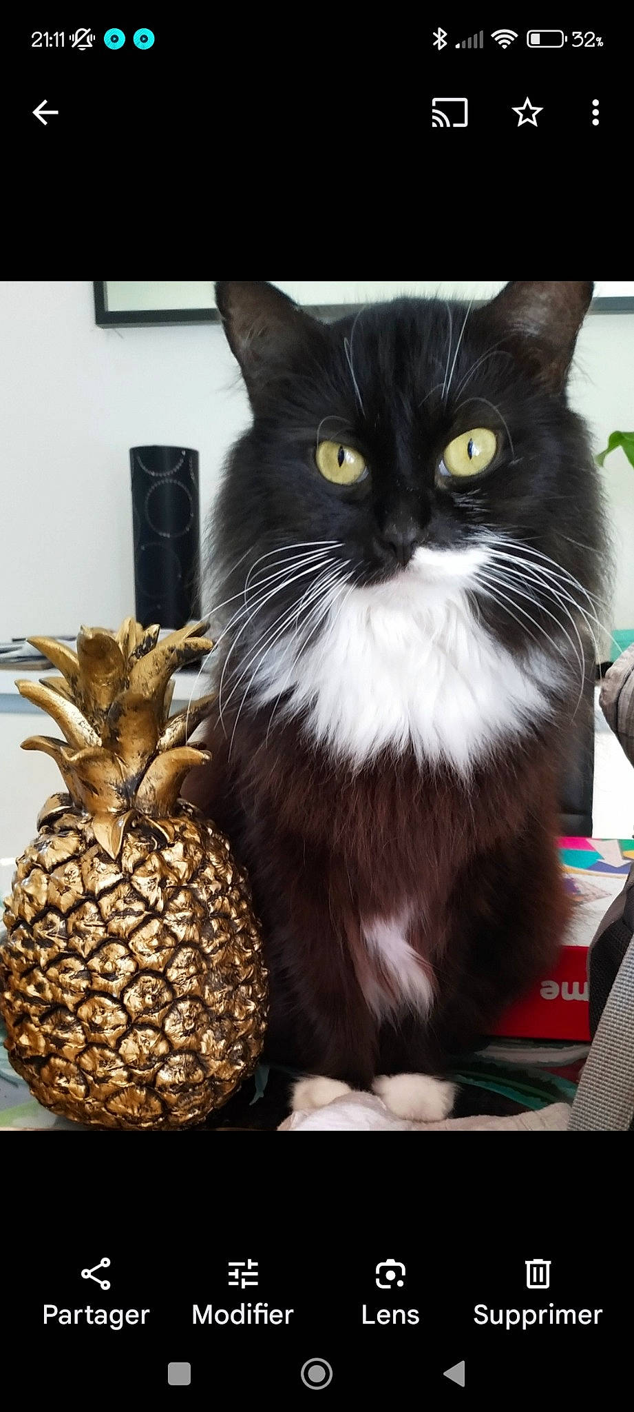 Loula a rejoint le concours — aidez-le/la à gagner de superbes lots ! ananas, box, carnivore, cat, domestic_short_haired_cat, felidae, food, fruit, fur, natural_foods, natural_material, palm_tree, pineapple, produce, small_to_medium_sized_cats, snout, table, tail, terrestrial_plant, whiskers