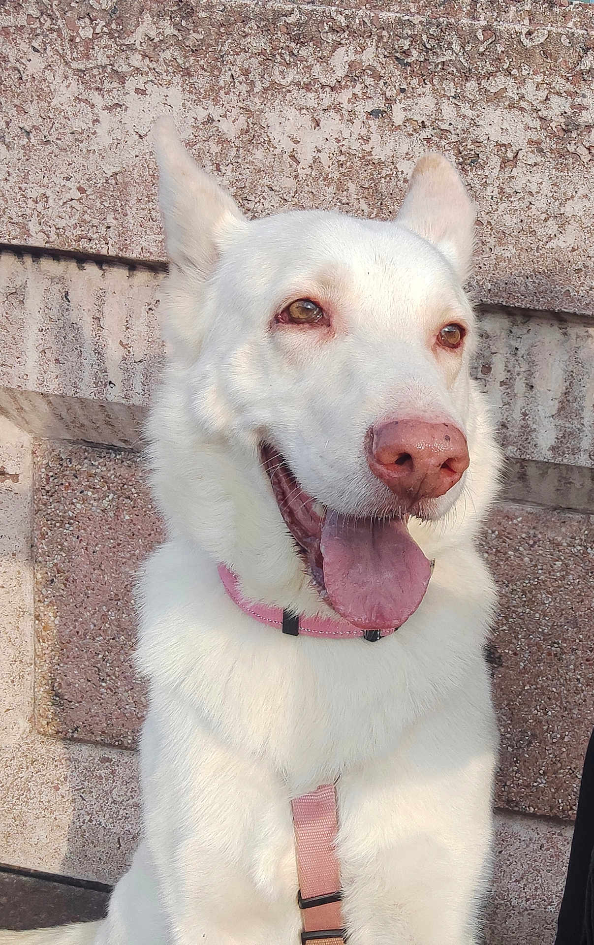 Aska a rejoint le concours — aidez-le/la à gagner de superbes lots ! dog, white_dog, pet, canine, panting, pink_collar, pink_harness, ears_up, happy, outdoor, sunlight, fur, tongue_out, close_up, animal, mammal, friendly, companion, sitting, wall