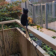 Morpheus a rejoint le concours — aidez-le/la à gagner de superbes lots ! black_cat, cat, balcony, railing, plants, streetlamp, urban, fence, building, evening, outdoor, greenery, potted_plants, sky, leaves, sidewalk, quiet, watching, animal, pet