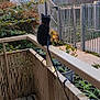 black_cat, cat, balcony, railing, plants, streetlamp, urban, fence, building, evening, outdoor, greenery, potted_plants, sky, leaves, sidewalk, quiet, watching, animal, pet