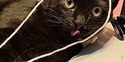 Morpheus participe au concours pour gagner de l'argent avec cette photo : black_cat, cat, string, tongue_out, computer_monitor, desk, books, red_books, paw, playful, indoor, close_up, pet, animal, curious, feline, whiskers, eyes, cute, tangled_string