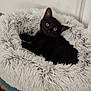 cat, black_cat, pet_bed, fluffy, furry, cozy, indoor, curious, relaxed, floor, rug, white_wall, animal, cute, domestic_animal, small_pet, fur, resting, looking_up, home