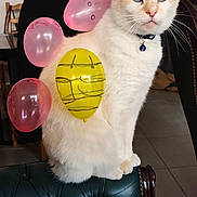 Chaussettes a rejoint le concours — aidez-le/la à gagner de superbes lots ! cat, balloons, blue_eyes, collar, bell, chair, leather, indoor, home, furniture, decor, painting, wall, floor, pet, animal, cute, playful, sitting, portrait
