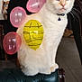 cat, balloons, blue_eyes, collar, bell, chair, leather, indoor, home, furniture, decor, painting, wall, floor, pet, animal, cute, playful, sitting, portrait