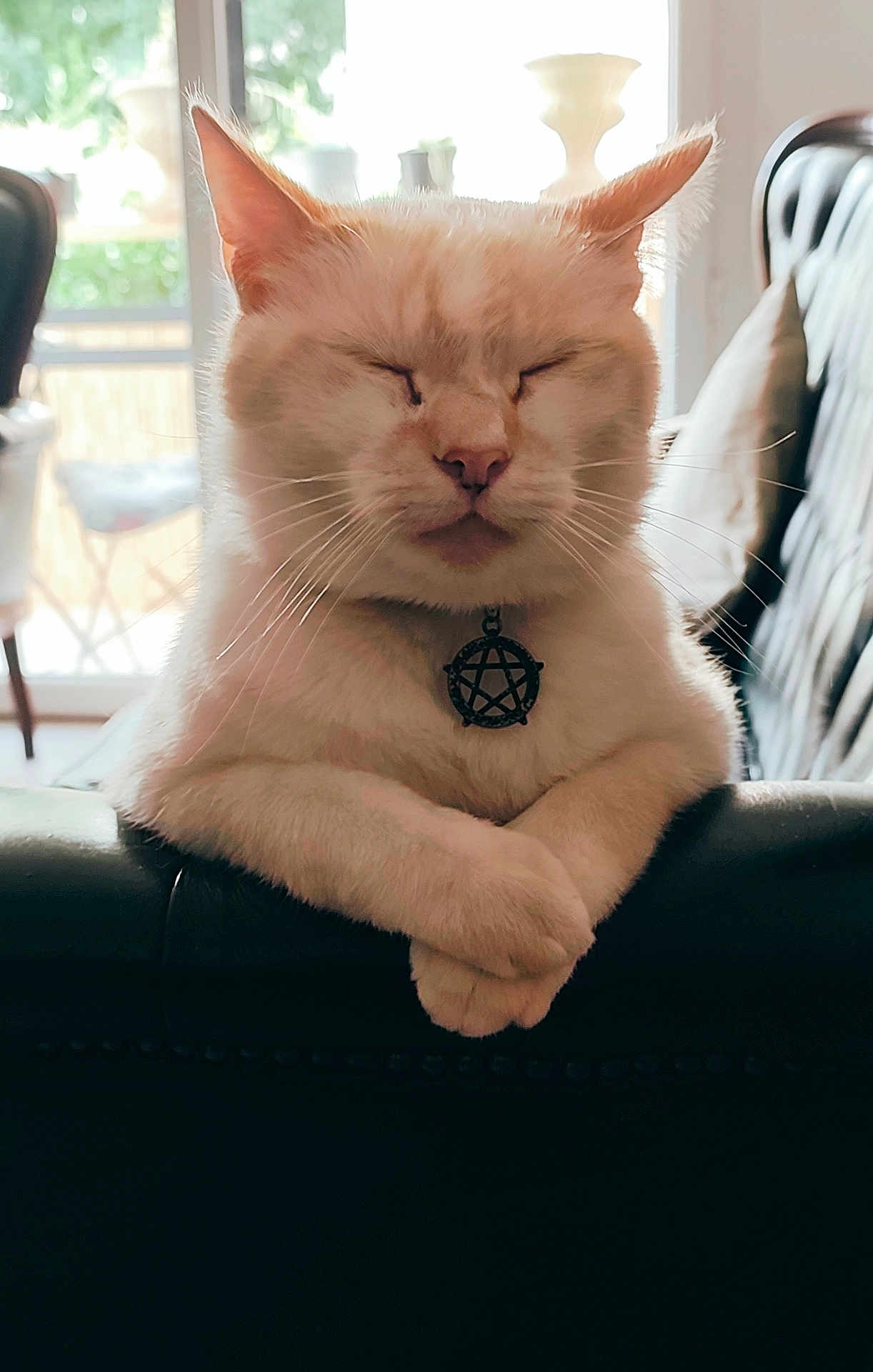 Chaussettes participe au concours pour gagner de l'argent avec cette photo : cat, cream_color, pet, indoor, leather_couch, crossed_paws, meditative, pendant, pentagram, mystical, feline, close_up, domestic_animal, relaxed, window_light, home_interior, furniture, whiskers, ears, soft_fur