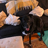 Max is registered to the contest to win money with this photo: dog, black_dog, indoor, living_room, couch, blanket, pillows, rug, wood_floor, friendly, pet, animal, tongue_out, canine, house, cozy, comfort, domestic, furniture, home