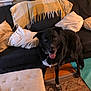 animal, black_dog, blanket, canine, comfort, couch, cozy, dog, domestic, friendly, furniture, home, house, indoor, living_room, pet, pillows, rug, tongue_out, wood_floor