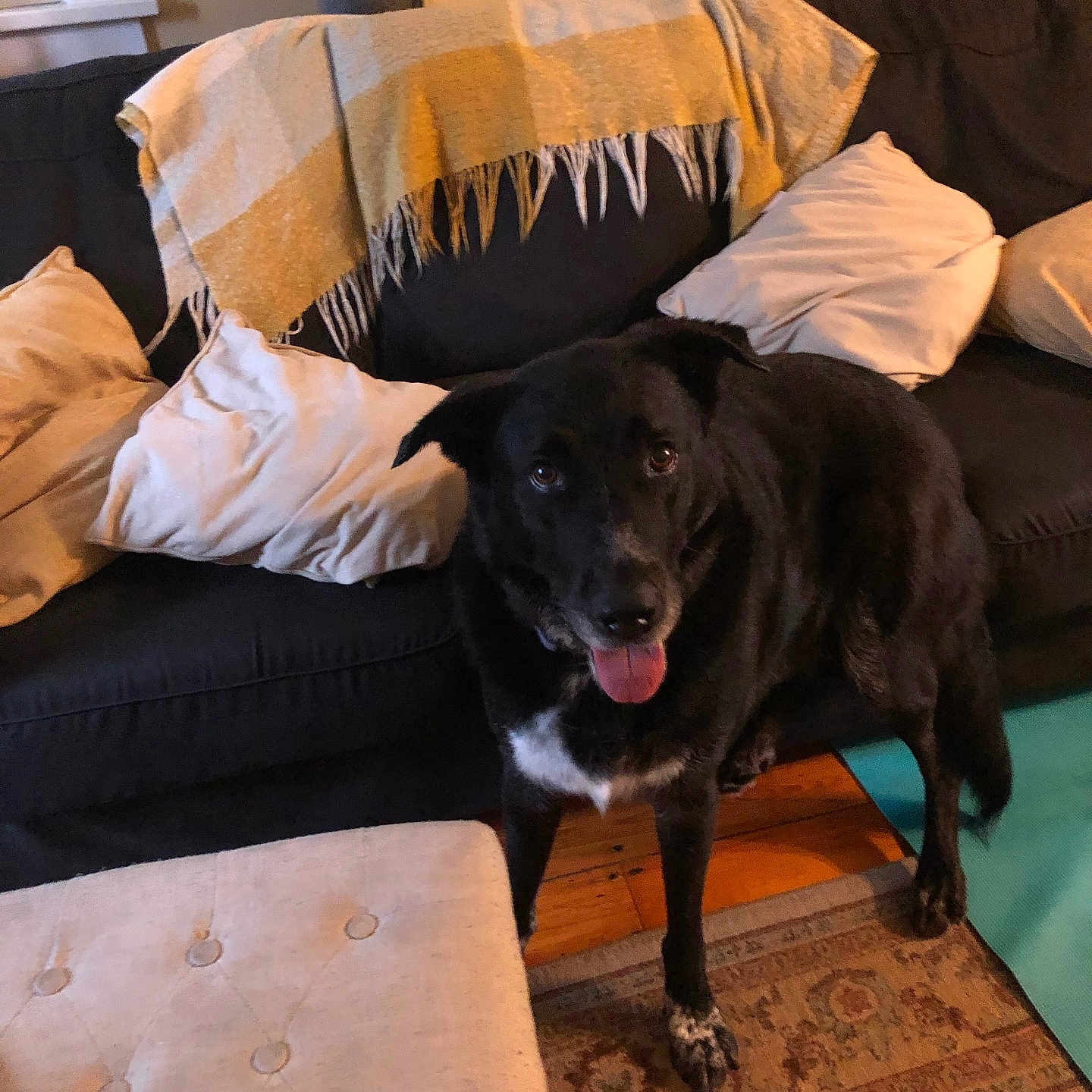 Max is registered to the contest to win money with this photo: animal, black_dog, blanket, canine, comfort, couch, cozy, dog, domestic, friendly, furniture, home, house, indoor, living_room, pet, pillows, rug, tongue_out, wood_floor