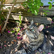 Harold joined the competition — help win amazing prizes! cat, tabby, green_eyes, garden, soil, leaves, pink_petals, sunlight, shadow, outdoor, animal, pet, nature, flora, relaxed, feline, whiskers, ears, closeup, daylight