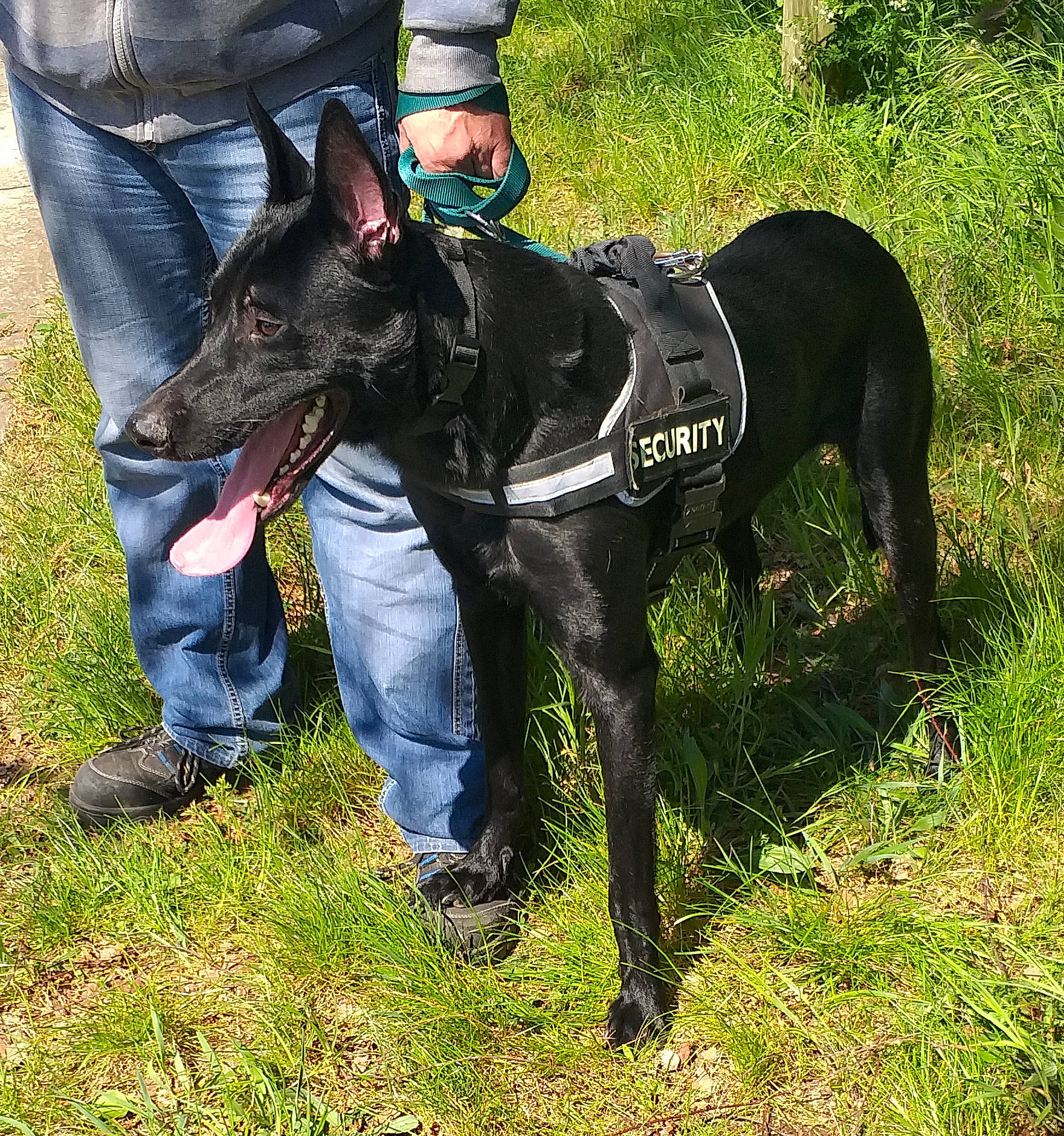 Zarko participe au concours pour gagner de l'argent avec cette photo : adventure, carnivore, collar, companion_dog, dog, dog_breed, dog_collar, dog_supply, fashion_accessory, grass, guard_dog, hunting_dog, jeans, non_sporting_group, personal_protective_equipment, plant, recreation, snout, working_animal, working_dog