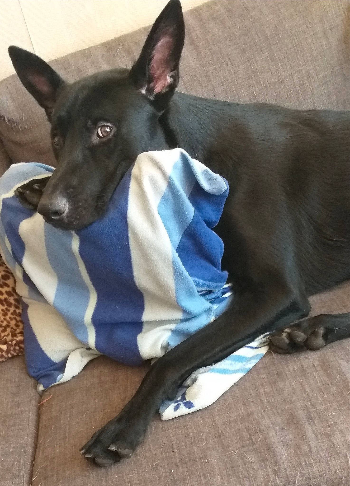 Zarko a rejoint le concours — aidez-le/la à gagner de superbes lots ! canidae, carnivore, comfort, companion_dog, dog, dog_breed, dog_collar, dog_supply, ear, electric_blue, fawn, grey, linens, pet_supply, sitting, snout, sporting_group, toy_dog, whiskers, working_animal