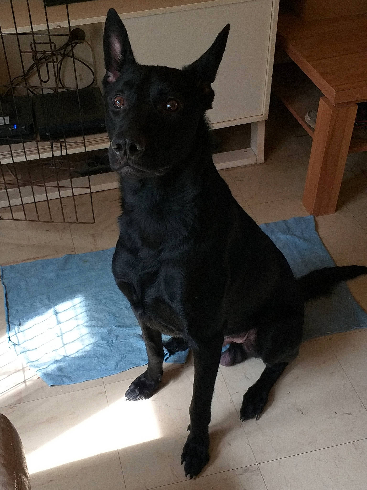 Zarko a rejoint le concours — aidez-le/la à gagner de superbes lots ! black_cat, borador, canidae, carnivore, companion_dog, dog, dog_breed, fawn, felidae, flooring, fur, guard_dog, liver, small_to_medium_sized_cats, snout, sporting_group, tail, toy_dog, whiskers, working_animal