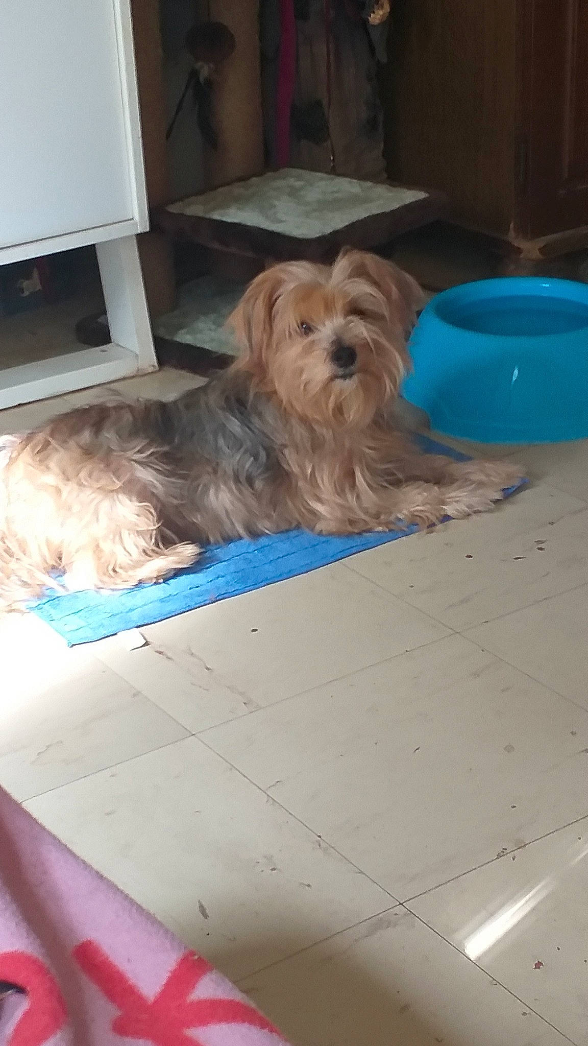 Princesse a rejoint le concours — aidez-le/la à gagner de superbes lots ! australian_silky_terrier, australian_terrier, cairn_terrier, canidae, carnivore, companion_dog, dog, dog_breed, glen_of_imaal_terrier, mammal, morkie, norfolk_terrier, puppy, rare_breed_dog, small_terrier, sporting_lucas_terrier, terrier, toy_dog, yorkipoo, yorkshire_terrier