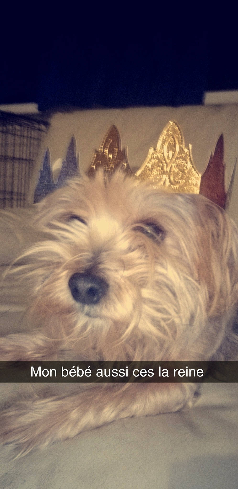 Princesse a rejoint le concours — aidez-le/la à gagner de superbes lots ! biewer_terrier, canidae, carnivore, cloud, companion_dog, dog, dog_breed, font, fur, maltepoo, metal, meteorological_phenomenon, small_terrier, snout, sporting_group, square, still_life_photography, terrier, toy_dog, working_animal