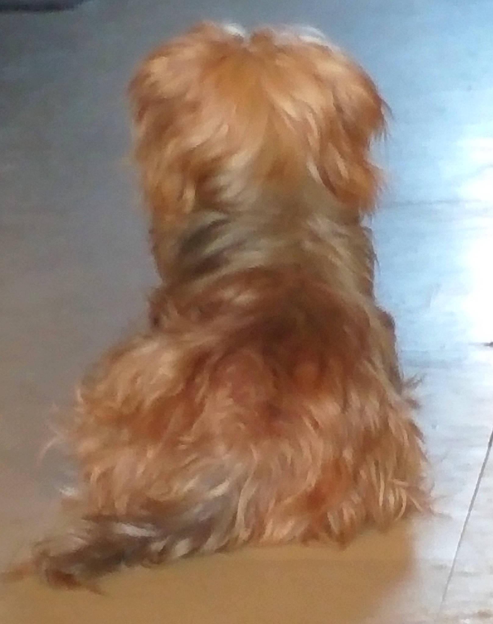 Princesse participe au concours pour gagner de l'argent avec cette photo : canidae, carnivore, companion_dog, corgi_chihuahua, dog, dog_breed, fawn, flooring, fur, hardwood, liver, non_sporting_group, peach, small_terrier, sporting_group, tail, terrier, toy_dog, water_dog, wood