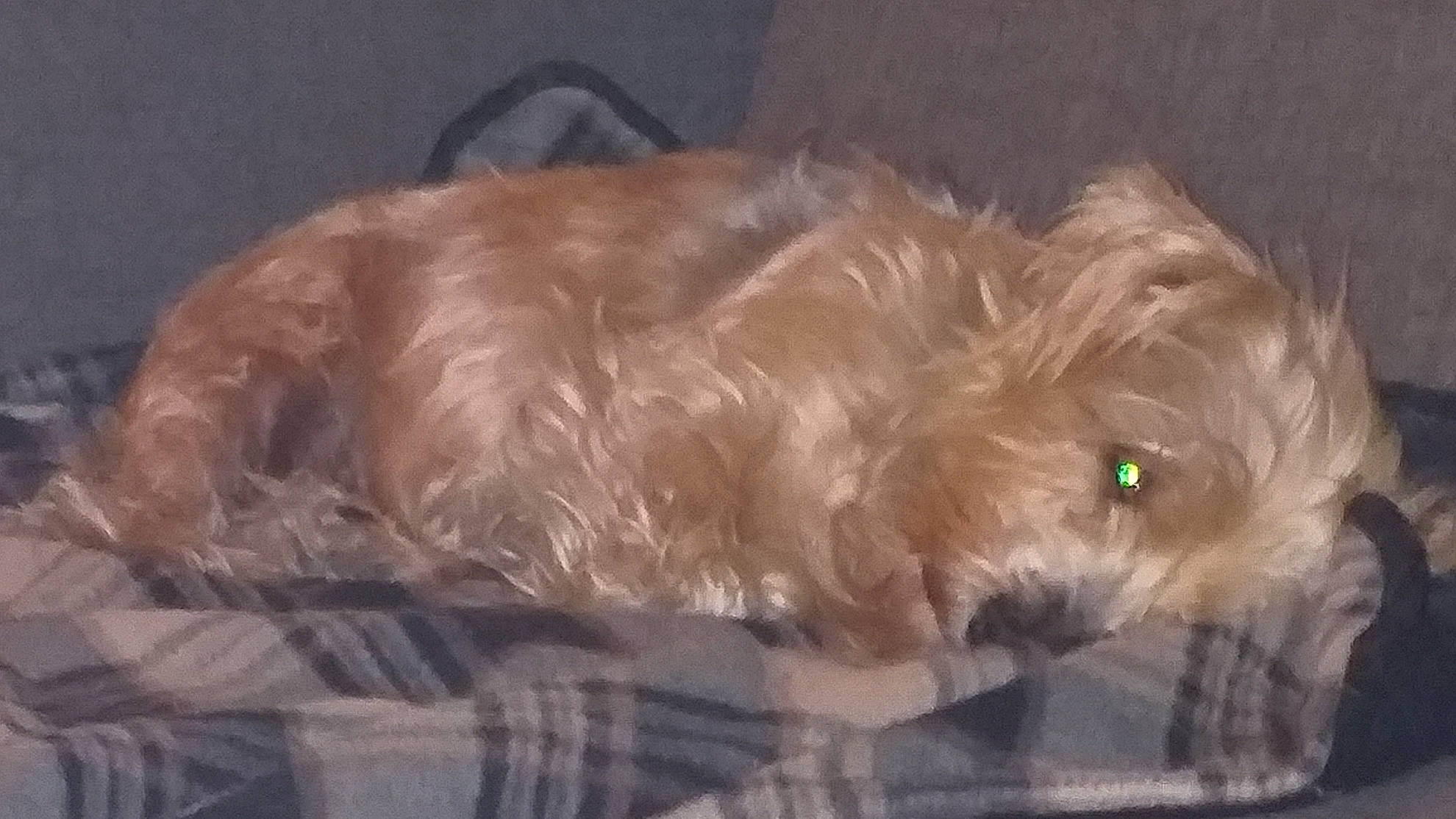 Princesse a rejoint le concours — aidez-le/la à gagner de superbes lots ! canidae, carnivore, companion_dog, dog, dog_breed, fawn, fur, liver, non_sporting_group, small_terrier, snout, sporting_group, tail, terrestrial_animal, terrier, toy_dog, whiskers, working_animal