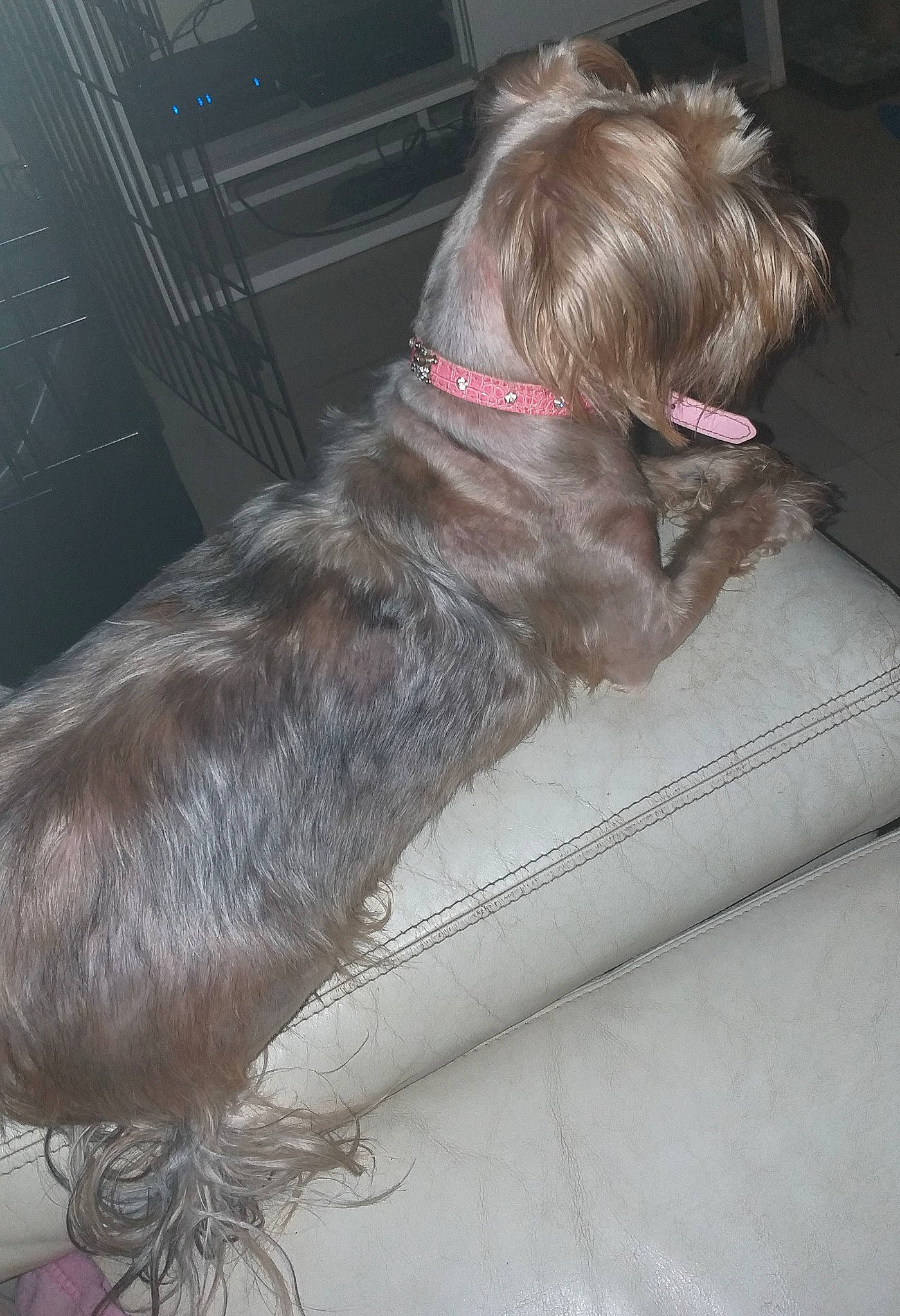 Princesse participe au concours pour gagner de l'argent avec cette photo : carnivore, collar, comfort, companion_dog, dog, dog_breed, dog_collar, dog_supply, fawn, fur, grey, gun_dog, leash, liver, mammal, pet_supply, snout, sporting_group, tail, working_animal