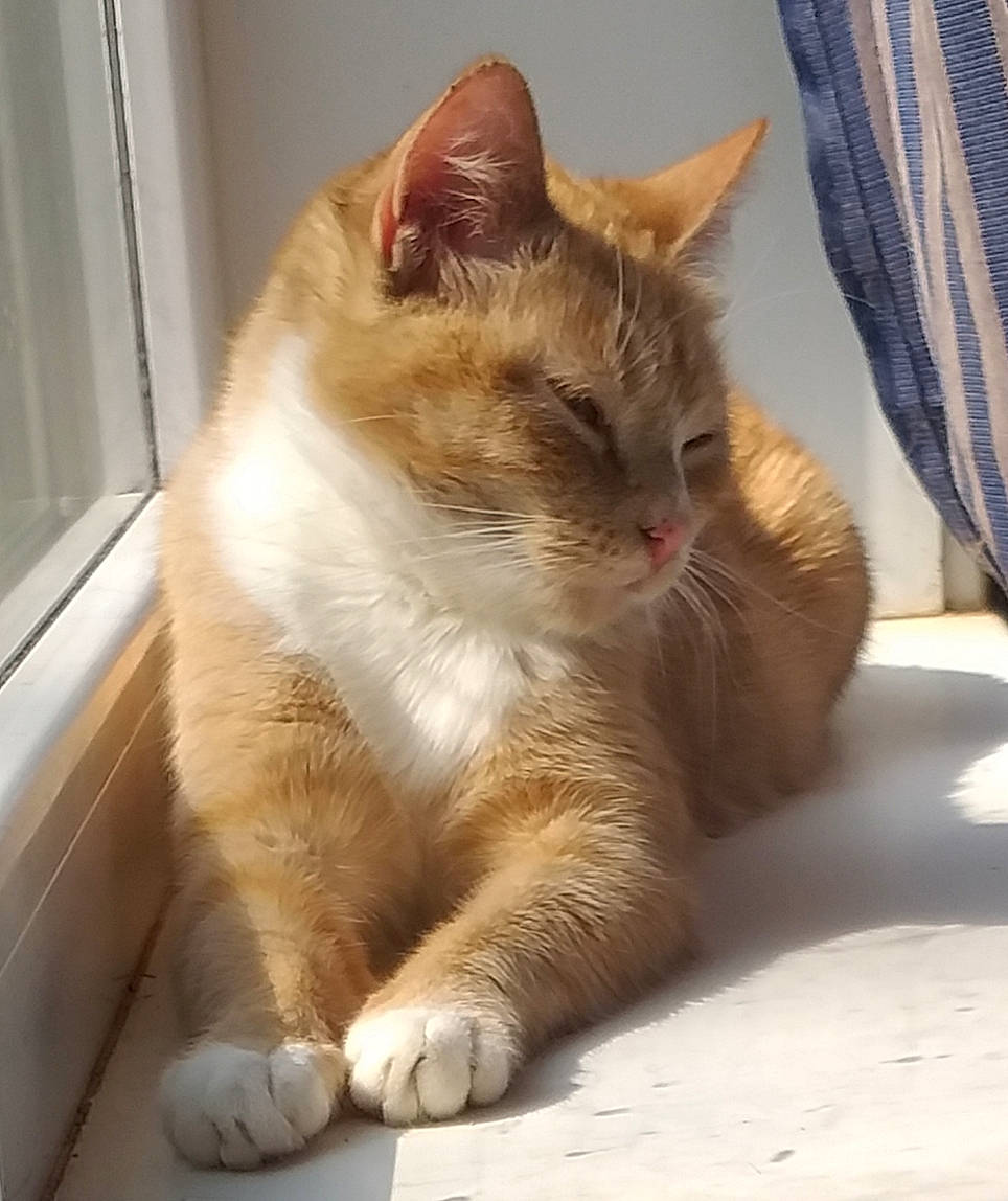 Nala a rejoint le concours — aidez-le/la à gagner de superbes lots ! carnivore, cat, claw, comfort, curtain, domestic_short_haired_cat, fawn, felidae, flooring, foot, fur, paw, sitting, small_to_medium_sized_cats, tail, whiskers, window