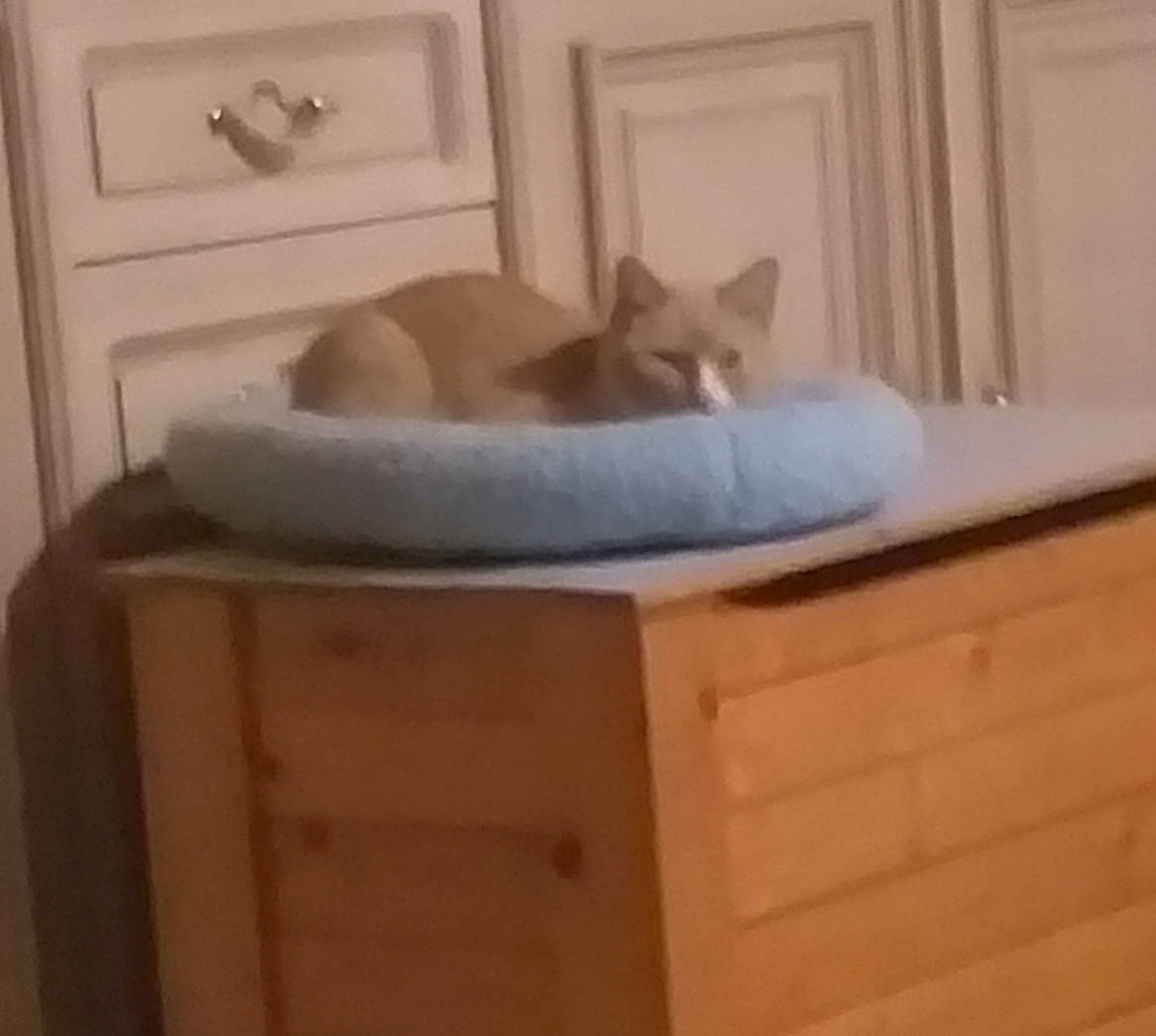 Nala a rejoint le concours — aidez-le/la à gagner de superbes lots ! cabinetry, carnivore, cat, cat_supply, comfort, drawer, fawn, felidae, floor, flooring, hardwood, house, property, room, small_to_medium_sized_cats, tail, whiskers, window, wood, wood_stain