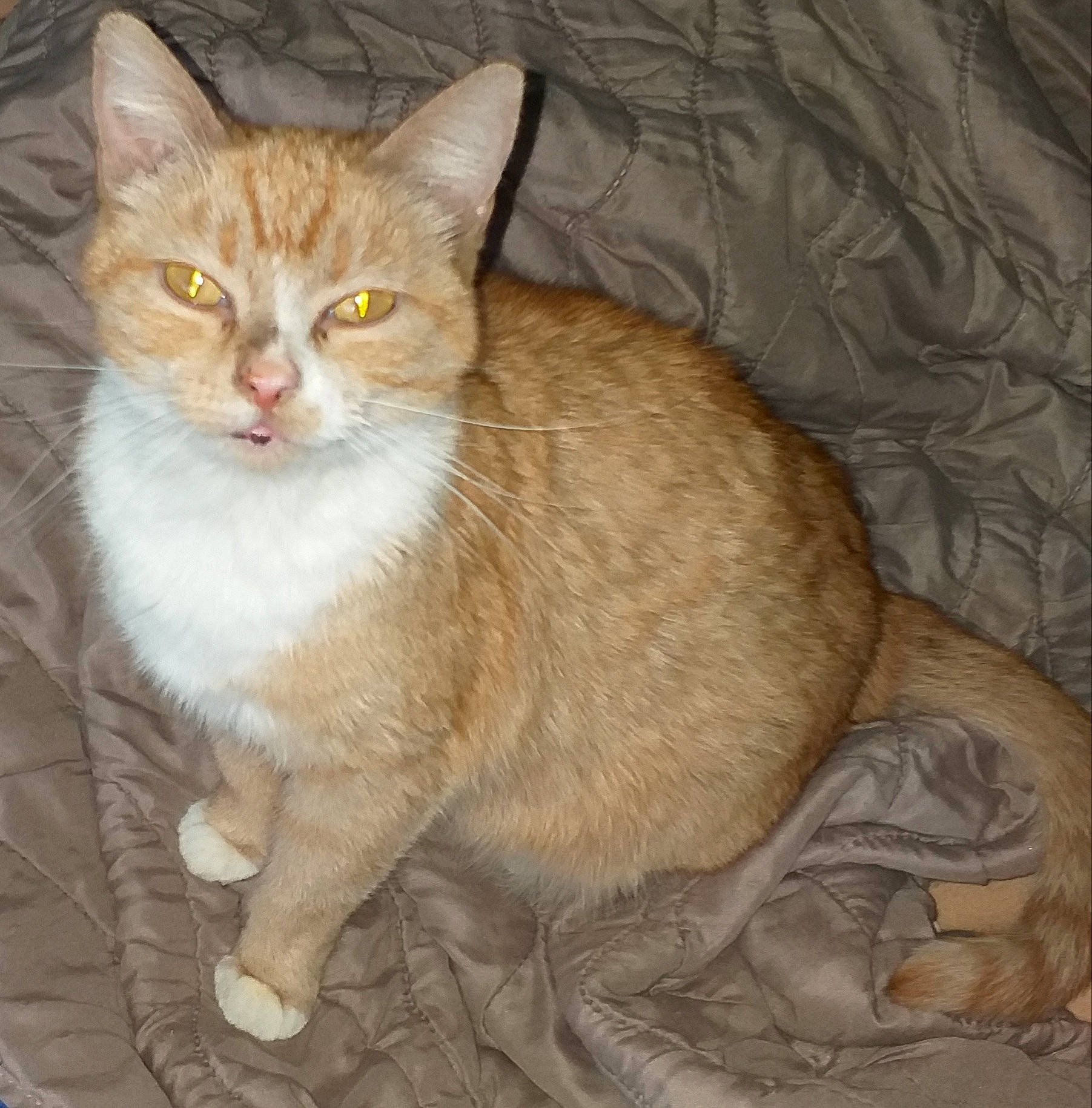 Nala participe au concours pour gagner de l'argent avec cette photo : art, carnivore, cat, claw, domestic_short_haired_cat, eye, fawn, felidae, fur, painting, paw, small_to_medium_sized_cats, snout, tail, terrestrial_animal, tree, whiskers, wildlife, window, wood