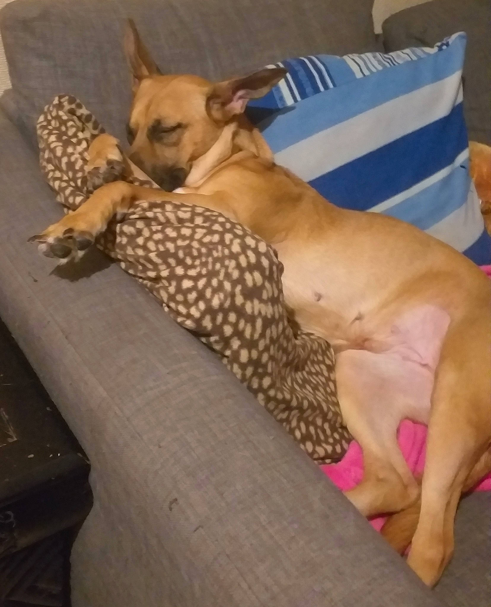 Laika participe au concours pour gagner de l'argent avec cette photo : bed, bedding, canidae, carnivore, comfort, companion_dog, couch, dog, dog_breed, dog_supply, fawn, felidae, flooring, furniture, linens, pillow, thigh, toy_dog, whiskers, wood