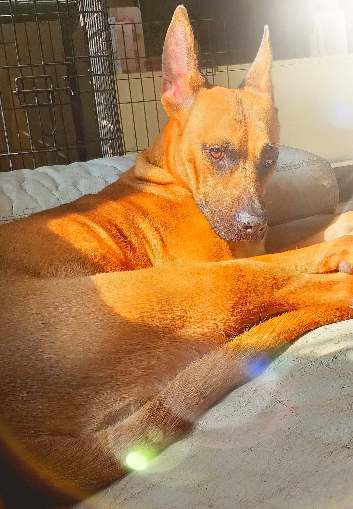 Laika a rejoint le concours — aidez-le/la à gagner de superbes lots ! ancient_dog_breeds, canidae, carnivore, comfort, companion_dog, dog, dog_bed, dog_breed, dog_sports, dog_supply, fawn, guard_dog, non_sporting_group, snout, sporting_group, terrestrial_animal, toy_dog, whiskers, wood, working_dog