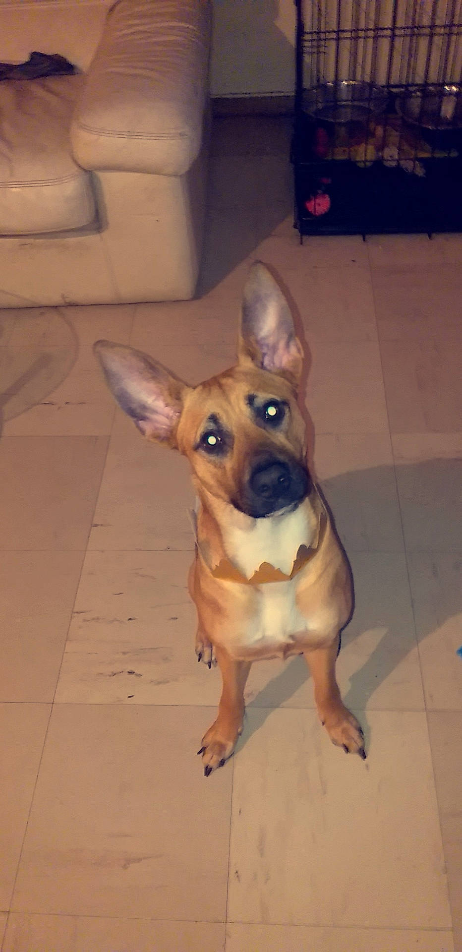 Laika participe au concours pour gagner de l'argent avec cette photo : canidae, carnivore, chihuahua, companion_dog, corgi_chihuahua, dog, dog_breed, ear, fawn, mammal, rare_breed_dog, snout, sporting_group, street_dog, toy_dog, vertebrate