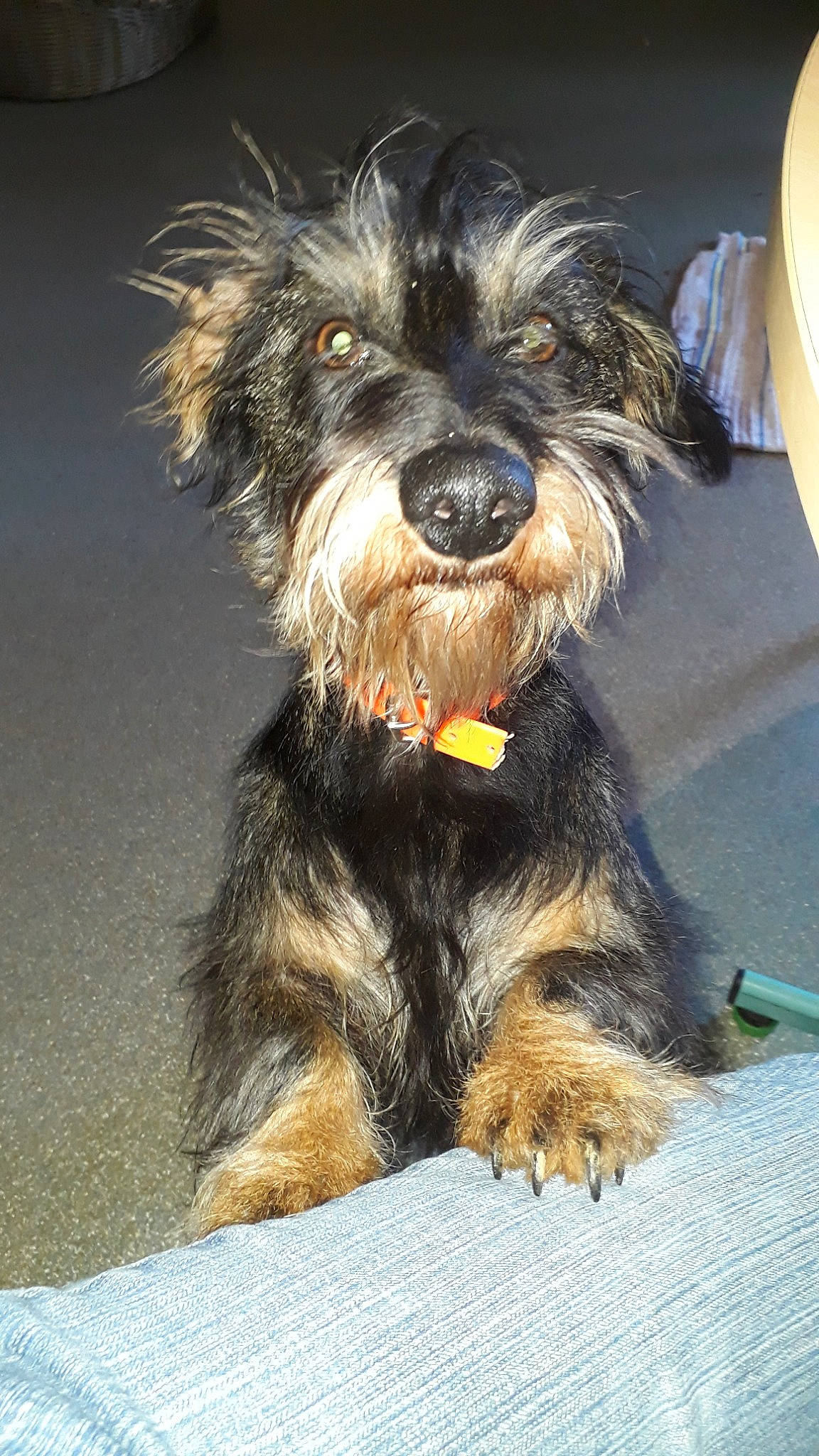 Choupette participe au concours pour gagner de l'argent avec cette photo : cairn_terrier, canidae, cao_da_serra_de_aires, carnivore, companion_dog, dog, dog_breed, mammal, miniature_schnauzer, puppy, rare_breed_dog, schnoodle, small_terrier, snout, sporting_group, terrier, tibetan_terrier, vertebrate, yorkipoo, yorkshire_terrier