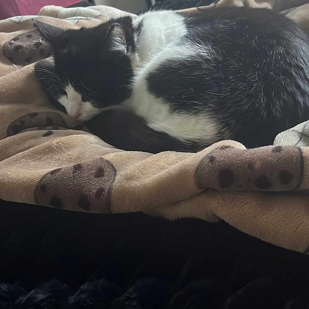 Rocky joined the competition — help win amazing prizes! animal, bed, bedroom, blanket, canine, cat, couch, cushion, dog, furniture, homedecor, indoors, kitten, linen, manx, person, pet, quilt, room, sleeping