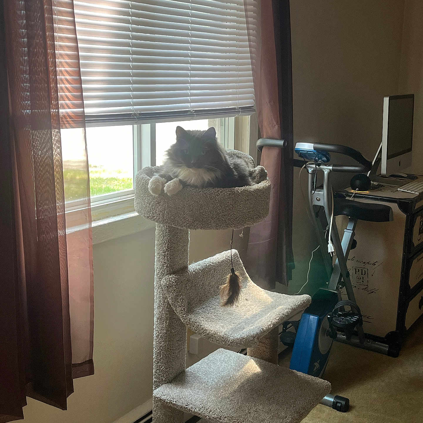 Top Cat is registered to the contest to win money with this photo: animal, blinds, carpet, cat, cat_tree, computer, cozy, curtains, desk, exercise_bike, fluffy, furniture, home_office, indoor, pet, plush_toy, relaxing, resting, sunlight, window