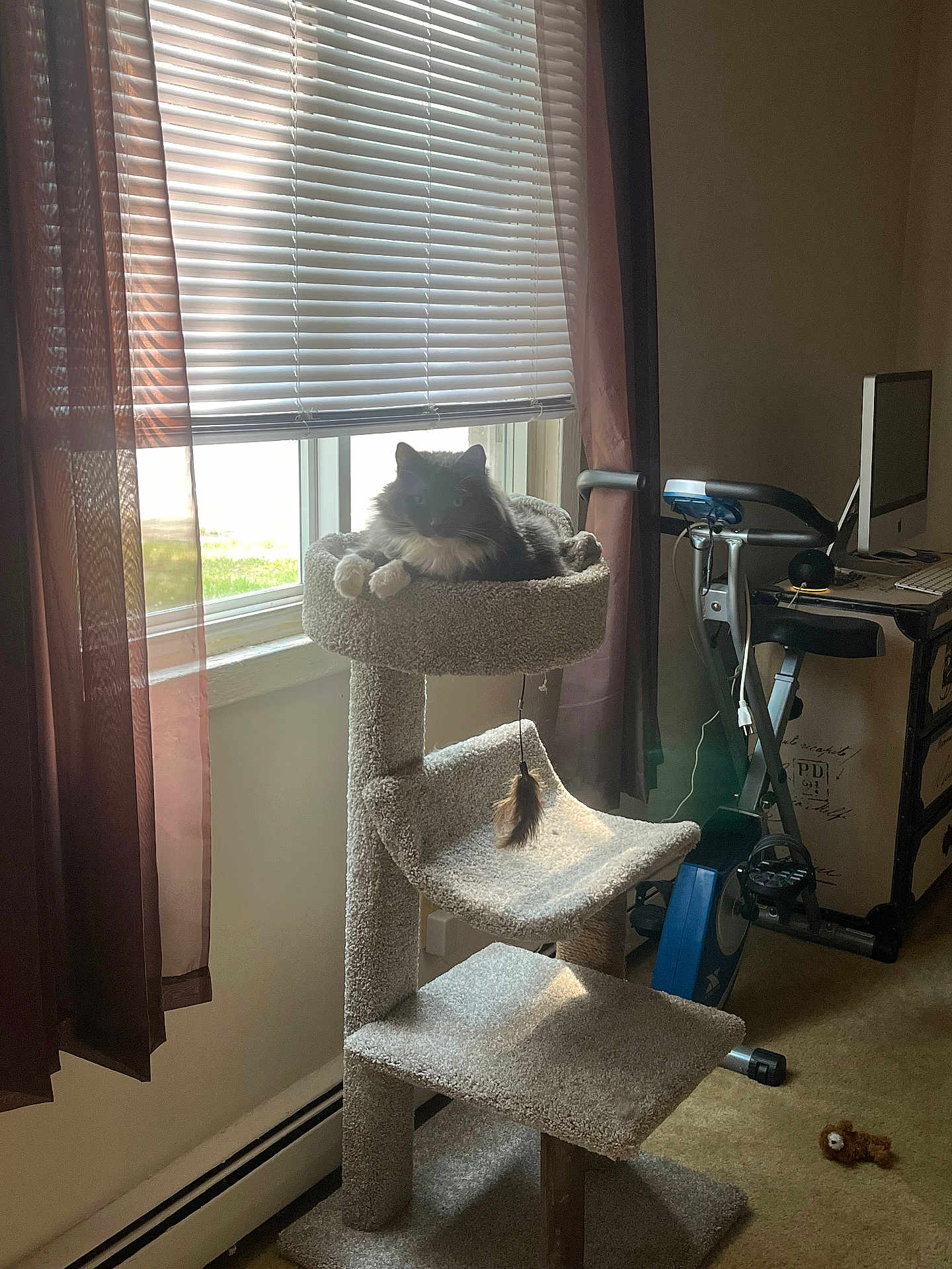 Top Cat