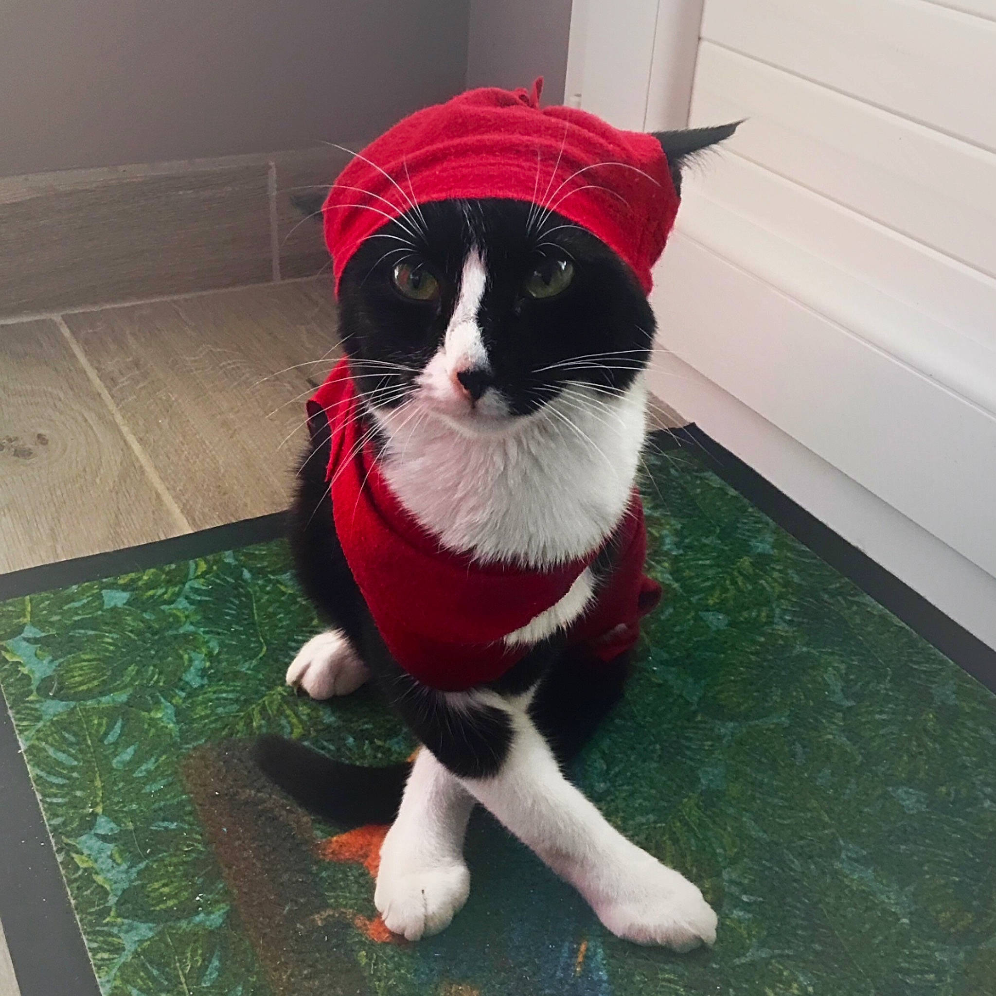 Chica participe au concours pour gagner de l'argent avec cette photo : canidae, carmine, carnivore, cat, companion_dog, dog_breed, event, felidae, fictional_character, flooring, fur, grass, holiday, human_leg, lap, small_to_medium_sized_cats, snout, sporting_group, tail, whiskers