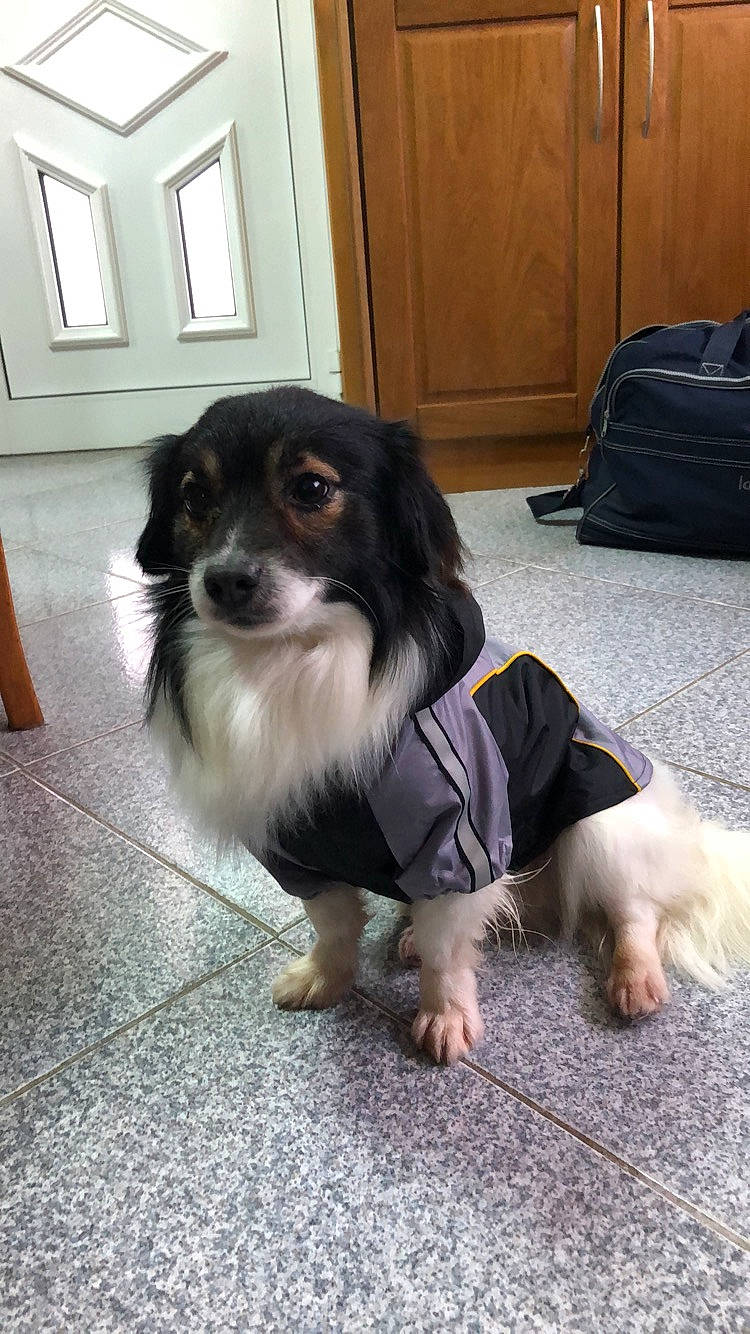 Baloo participe au concours pour gagner de l'argent avec cette photo : backpack, bag, baggage, cabinetry, canidae, carnivore, companion_dog, dog, dog_breed, door, flooring, foot, fur, hardwood, luggage_and_bags, phalene, sporting_group, suitcase, toy_dog, working_dog