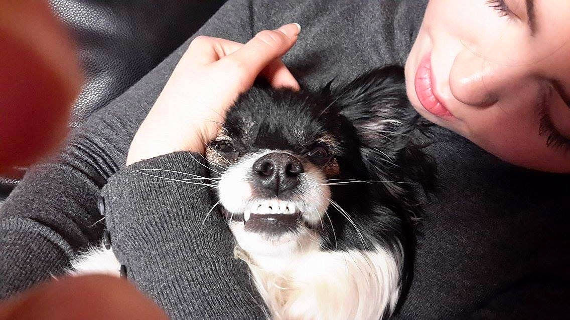 Baloo a rejoint le concours — aidez-le/la à gagner de superbes lots ! carnivore, comfort, companion_dog, dog, dog_breed, ear, fawn, finger, foot, fur, gesture, hand, nail, nose, skin, snout, toy_dog, vertebrate, whiskers, working_animal