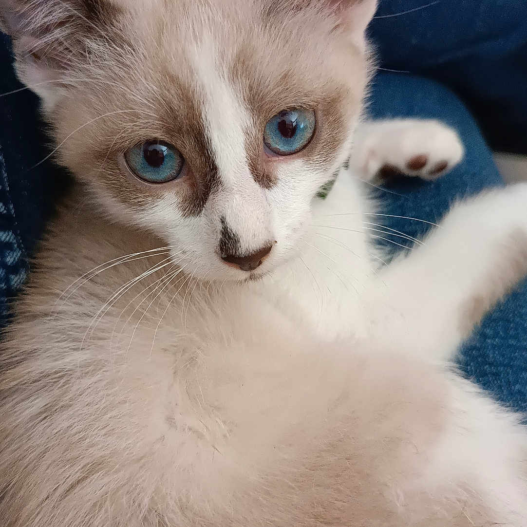 Merlin a rejoint le concours — aidez-le/la à gagner de superbes lots ! abyssinian, angora, animal, cat, kitten, manx, pet, siamese