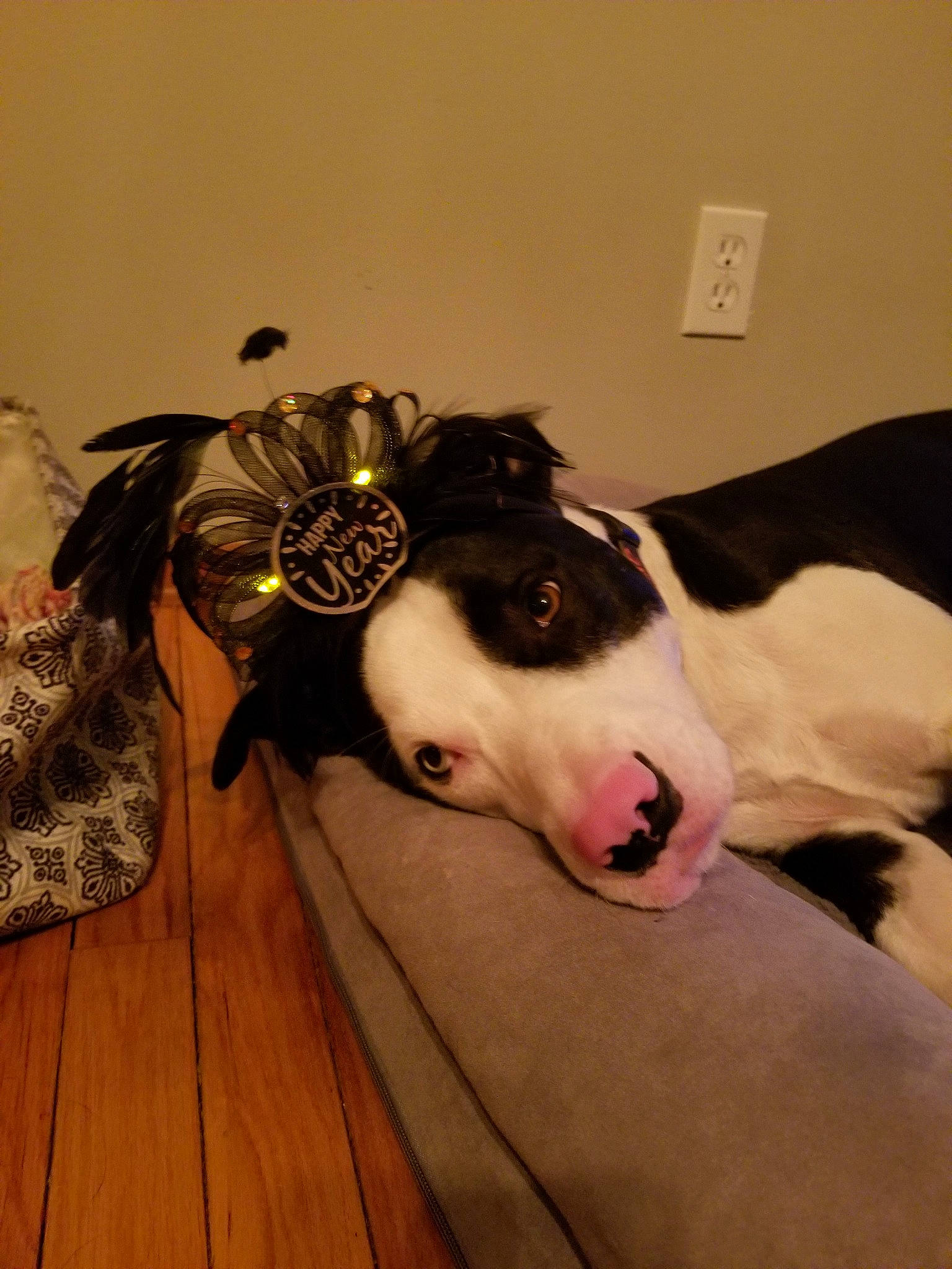 Herman is registered to the contest to win money with this photo: american_pit_bull_terrier, american_staffordshire_terrier, canidae, carnivore, dog, dog_breed, ear, great_dane, mammal, non_sporting_group, pit_bull, snout