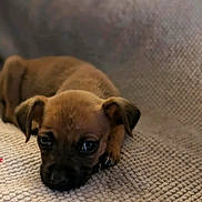 Missy is registered to the contest to win money with this photo: puppy, dog, brown, cute, pet, lying_down, blanket, texture, indoor, young, animal, fur, small, ears, face, resting, looking, eyes, adorable, cozy