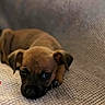 puppy, dog, brown, cute, pet, lying_down, blanket, texture, indoor, young, animal, fur, small, ears, face, resting, looking, eyes, adorable, cozy