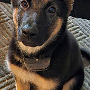 Baylee is registered to the contest to win money with this photo: dog, puppy, german_shepherd, pet, animal, sitting, portrait, close_up, ears, brown_fur, black_fur, tan_fur, collar, paws, indoors, rug, curious, alert, cute, photography