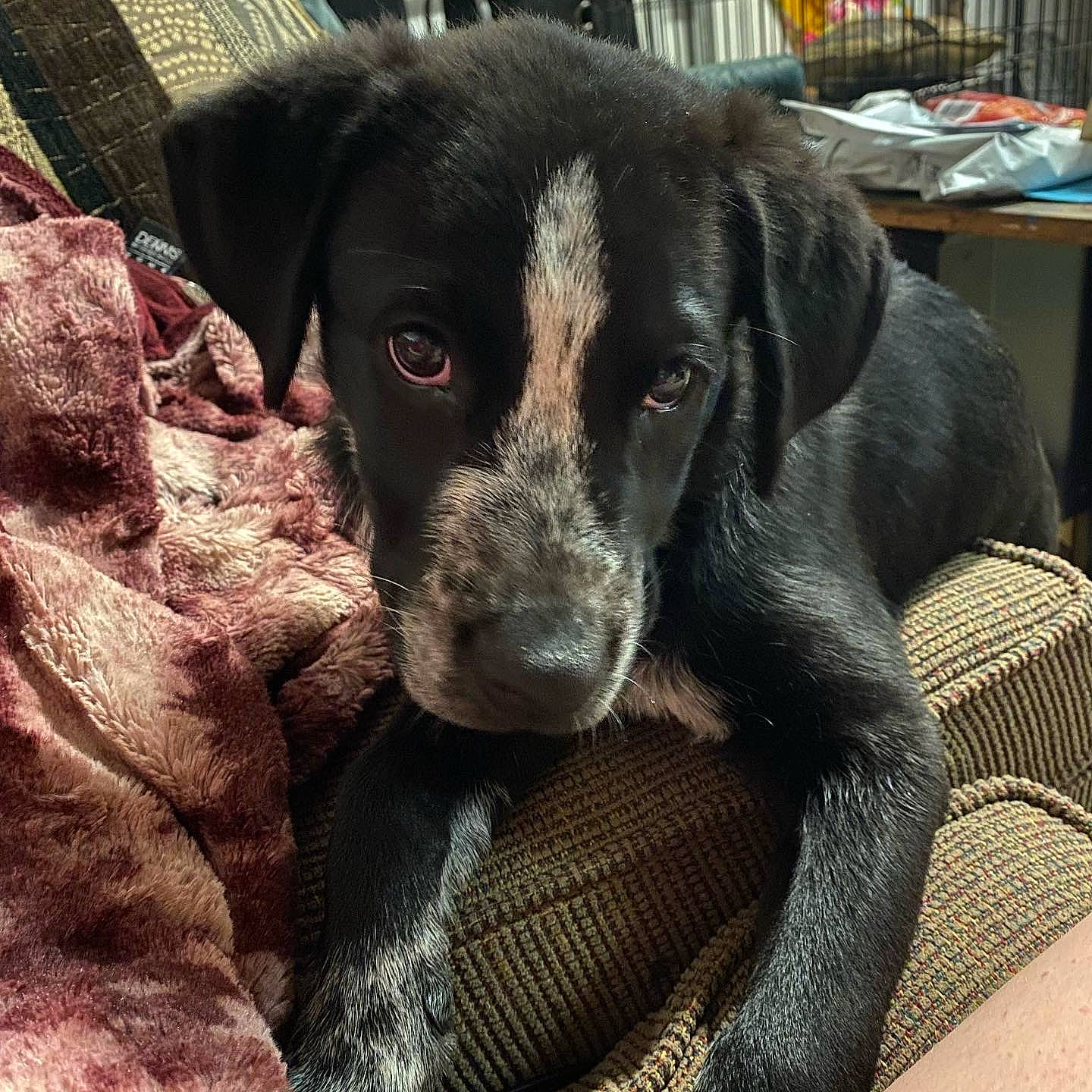 Yoshi is registered to the contest to win money with this photo: borador, canidae, carnivore, comfort, companion_dog, dog, dog_breed, fur, guard_dog, gun_dog, hunting_dog, liver, plant, puppy, retriever, snout, sporting_group, terrestrial_animal, whiskers, working_animal