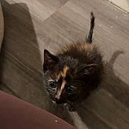 Pumpkin joined the competition — help win amazing prizes! animal, cat, curious, cute, domestic, exploring, floor, fur, indoor, kitten, pet, shadow, small, tail, tiny, tortoiseshell, whiskers, wide_eyes, wooden_floor, young