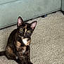 Pumpkin is registered to the contest to win money with this photo: animal, carpet, cat, couch, cute, domestic, ears, eyes, feline, fur, furniture, home, indoor, kitten, looking, pet, sitting, tortoiseshell, whiskers, young