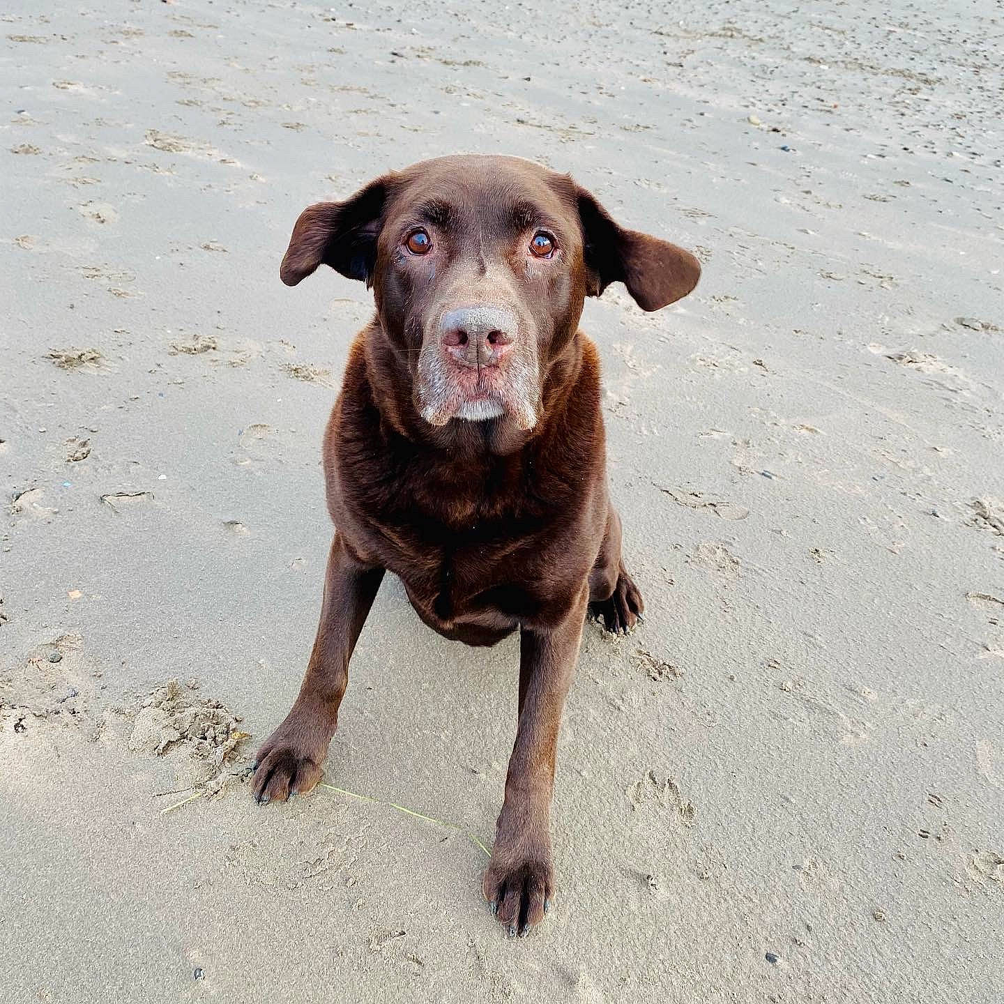 Harvey is registered to the contest to win money with this photo: canidae, carnivore, companion_dog, dog, dog_breed, fawn, hunting_dog, liver, snout, sporting_group, street_dog, terrestrial_animal, whiskers, working_animal