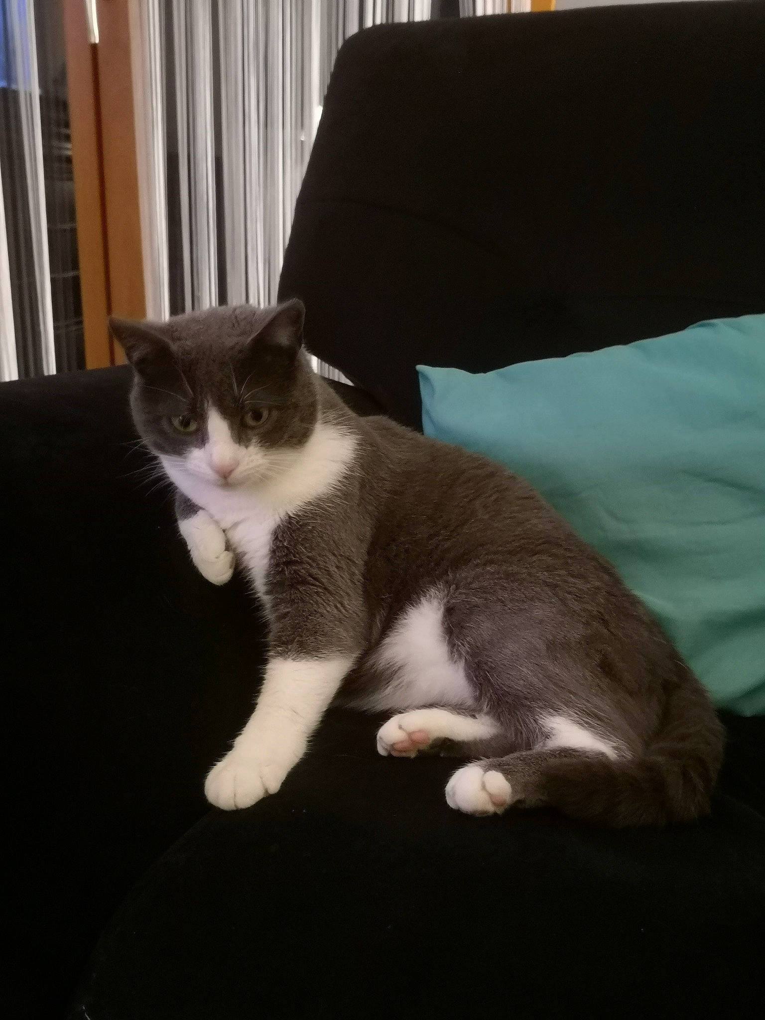 Marly participe au concours pour gagner de l'argent avec cette photo : american_wirehair, carnivore, cat, domestic_short_haired_cat, ear, felidae, fur, kitten, mammal, paw, polydactyl_cat, small_to_medium_sized_cats, snowshoe, tail, whiskers